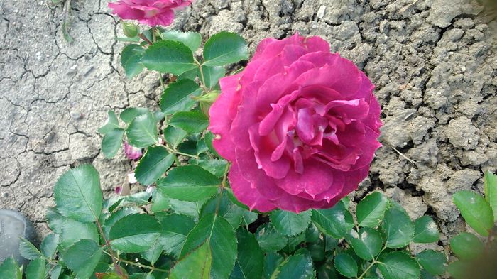 DSC_1172 - TRANDAFIRI 2015 II