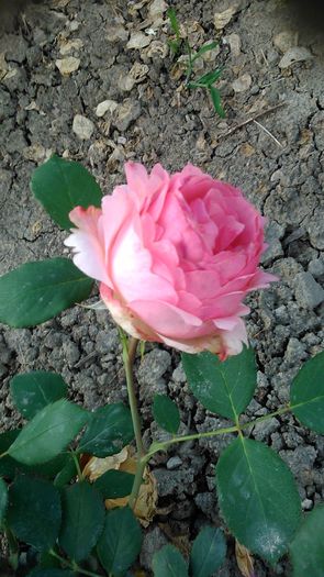 DSC_1174 - TRANDAFIRI 2015 II