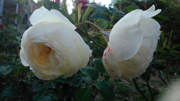 DSC_1175 - TRANDAFIRI 2015 II