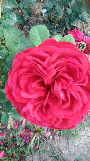 DSC_1190 - TRANDAFIRI 2015 II