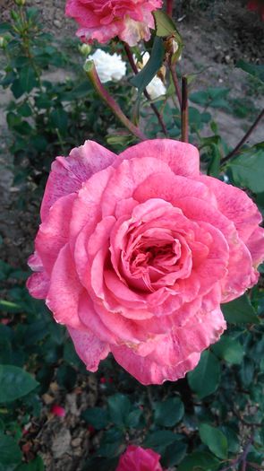 DSC_1191 - TRANDAFIRI 2015 II