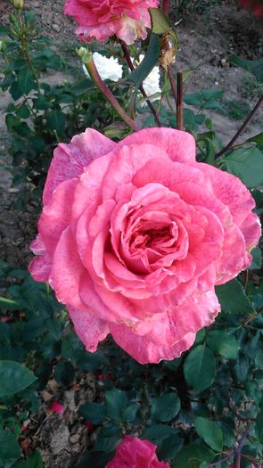 DSC_1192 - TRANDAFIRI 2015 II