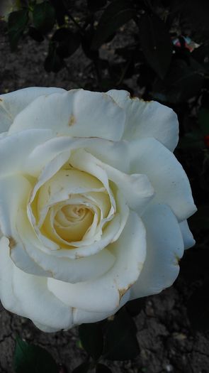 DSC_1205 - TRANDAFIRI 2015 II