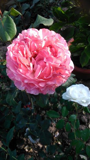 DSC_1209 - TRANDAFIRI 2015 II