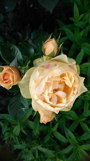 DSC_1210 - TRANDAFIRI 2015 II