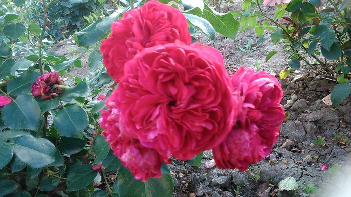 DSC_1212 - TRANDAFIRI 2015 II