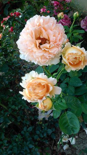 DSC_1214 - TRANDAFIRI 2015 II