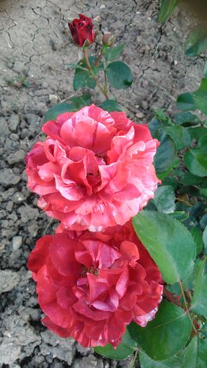 DSC_1216 - TRANDAFIRI 2015 II