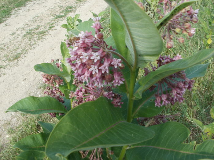 Tutun salbatic - Arbori si plante melifere