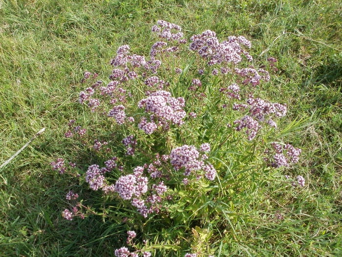 Oregano - Arbori si plante melifere