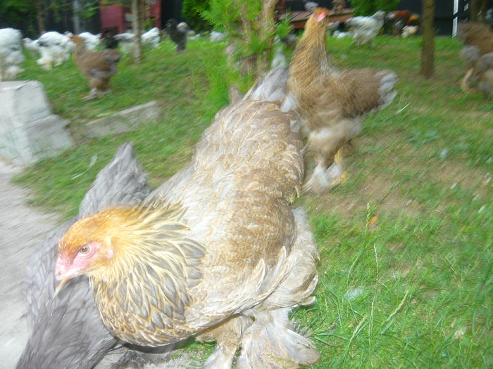 P1140975 - 9 PUI BRAHMA 2015