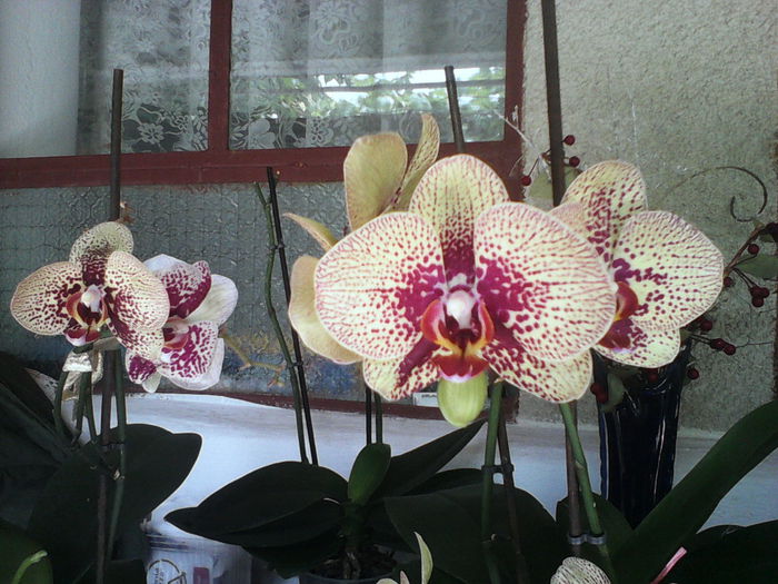 PHAELANOPSIS