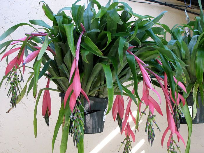 Billbergia-nutans - BILBERGIA NUTANS