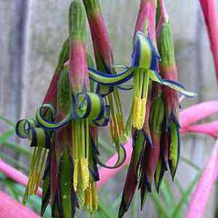 NET - BILBERGIA NUTANS