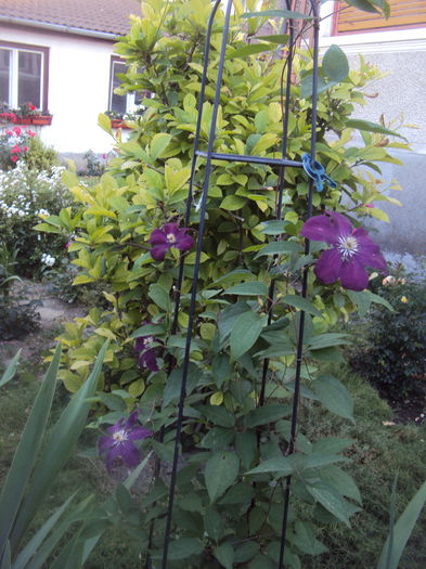 DSC00249 - 1 Clematite 2015