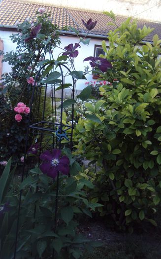 DSC00251 - 1 Clematite 2015