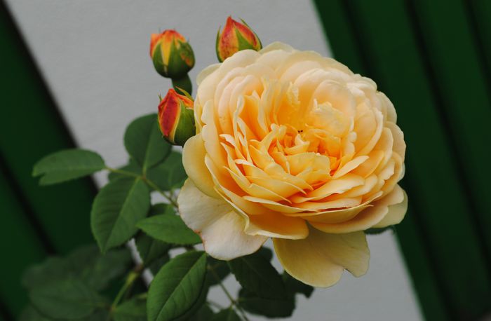 Golden Celebration - 2015 trandafiri -III