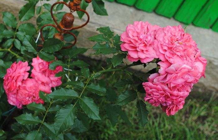 Rosarium Uetersen - 2015 trandafiri -III