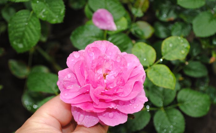 England s Rose