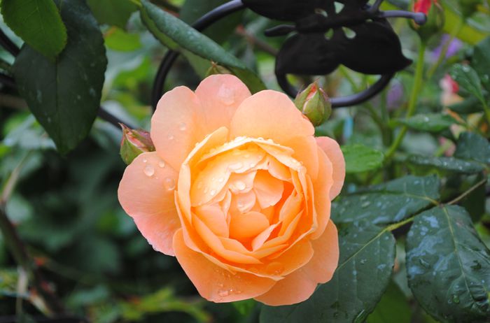 Lady Emma Hamilton