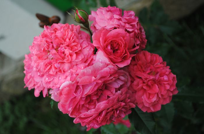 Rosarium Uetersen