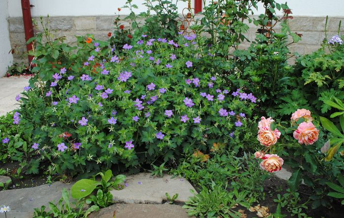 geranium vlassovianum