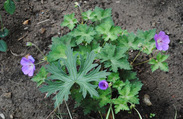geranium rozanne