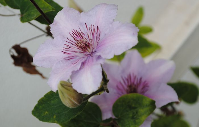 clematis Marmori