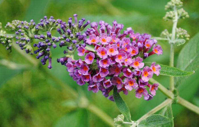 budleja flower power