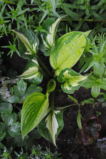 hosta War Paint