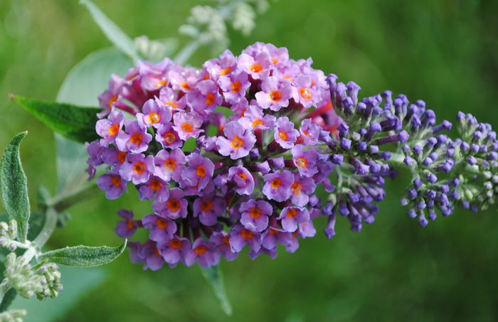 budleja flower power