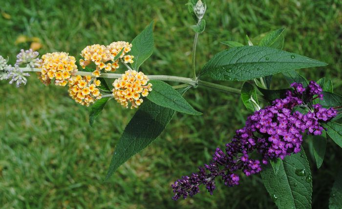 buddleja sungold  si royal red
