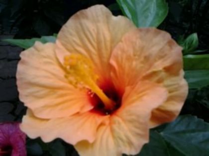 Fotografie5866 - Hibiscusi 1