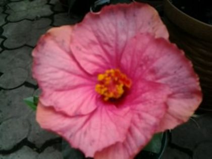 Fotografie5869 - Hibiscusi 1