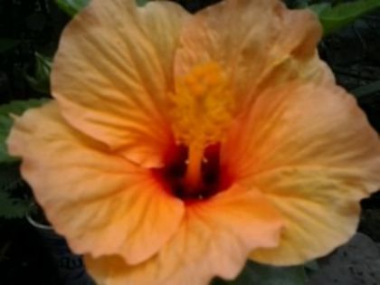 Fotografie5863 - Hibiscusi 1