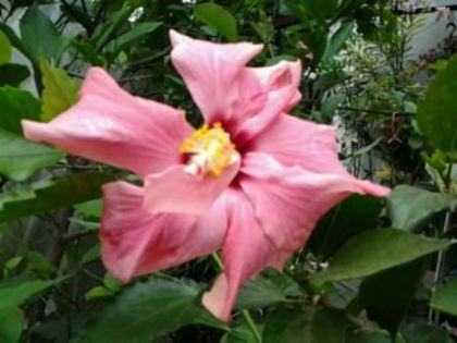 Fotografie5898 - Hibiscusi 1