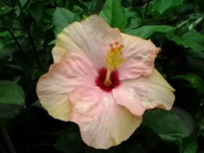 Fotografie5901 - Hibiscusi 1