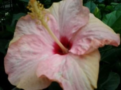 Fotografie5904 - Hibiscusi 1