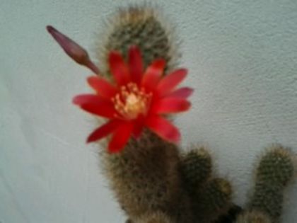 Fotografie5899 - Cactusi și suculente