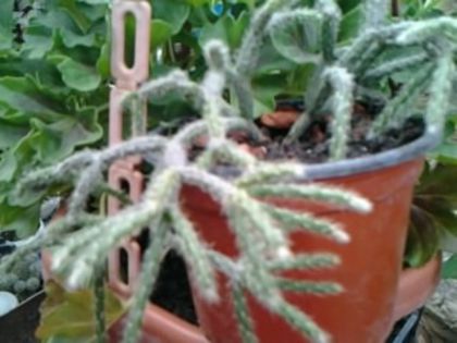 Fotografie5883 - Cactusi și suculente