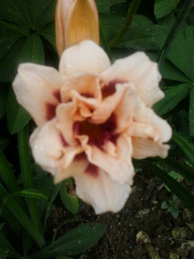 roswitha