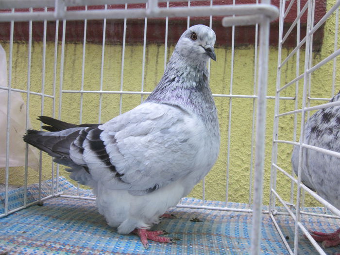 IMG_2491[1] - Mondaini