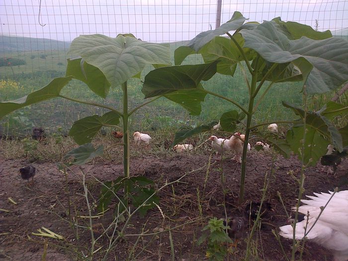 2015.06.28 - paulownia inceputul 2014