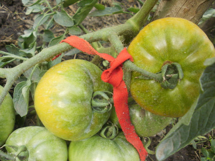 Persimmon - tomatele mele 2015