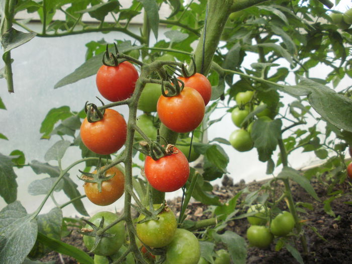 Sun Gold - tomatele mele 2015