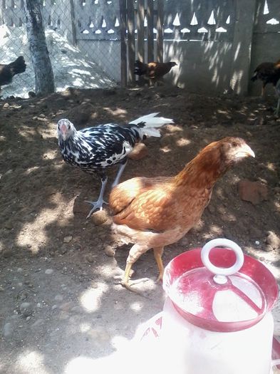 hamburg si araucana