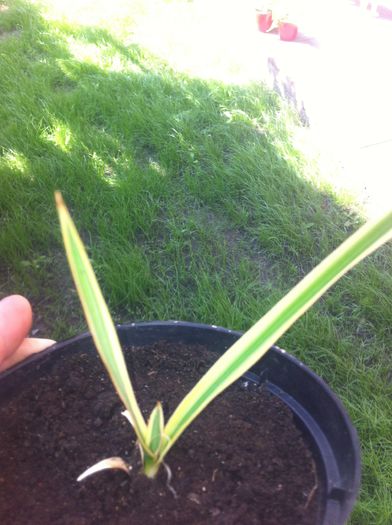 Yucca gloriosa variegata - provizoriu