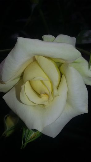 elfe. merci Vali - 1trandafiri 2014-2015