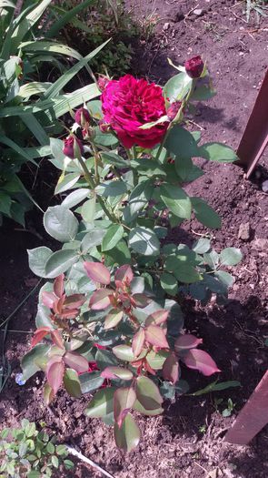 20150627_111008 - 1trandafiri 2014-2015