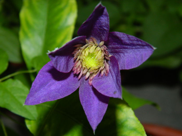 DSCN1638 - 2015_4_IUNIE